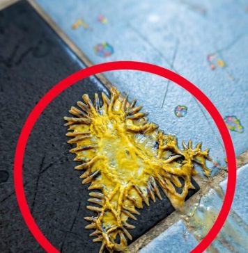 Pronašao sam ovo u kupaonici svoje djevojke. Gledamo to već sat vremena i još uvijek ne možemo shvatiti što je to. Pronašao sam ovo u kupaonici svoje djevojke. Gledamo to već sat vremena i još uvijek ne možemo shvatiti što je to. - featured image