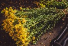 PROTIV NAPADA STRAHA I STRESA: Ne zaboravite da sljedeće biljke mogu pobijediti anksioznost, strah i stres… PROTIV NAPADA STRAHA I STRESA: Ne zaboravite da sljedeće biljke mogu pobijediti anksioznost, strah i stres… - featured image