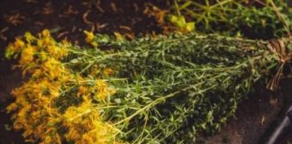 PROTIV NAPADA STRAHA I STRESA: Ne zaboravite da sljedeće biljke mogu pobijediti anksioznost, strah i stres… PROTIV NAPADA STRAHA I STRESA: Ne zaboravite da sljedeće biljke mogu pobijediti anksioznost, strah i stres… - featured image