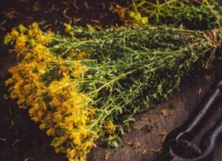 PROTIV NAPADA STRAHA I STRESA: Ne zaboravite da sljedeće biljke mogu pobijediti anksioznost, strah i stres… PROTIV NAPADA STRAHA I STRESA: Ne zaboravite da sljedeće biljke mogu pobijediti anksioznost, strah i stres… - featured image