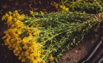 PROTIV NAPADA STRAHA I STRESA: Ne zaboravite da sljedeće biljke mogu pobijediti anksioznost, strah i stres… PROTIV NAPADA STRAHA I STRESA: Ne zaboravite da sljedeće biljke mogu pobijediti anksioznost, strah i stres… - featured image