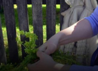 AKO OVO NISTE URADILI PRIJE 6. MAJA, KAŽU DA GUBITE SREĆU: Obavezno unesite biljku u dom AKO OVO NISTE URADILI PRIJE 6. MAJA, KAŽU DA GUBITE SREĆU: Obavezno unesite biljku u dom - featured image