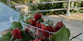 OVO JE NAJVEĆA PREVARA SA JAGODAMA KOJU VAM PODMEĆU NA PIJACAMA: Ako vidite ovo na dnu gajbice, bežite od te tezge OVO JE NAJVEĆA PREVARA SA JAGODAMA KOJU VAM PODMEĆU NA PIJACAMA: Ako vidite ovo na dnu gajbice, bežite od te tezge - featured image