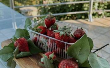 OVO JE NAJVEĆA PREVARA SA JAGODAMA KOJU VAM PODMEĆU NA PIJACAMA: Ako vidite ovo na dnu gajbice, bežite od te tezge OVO JE NAJVEĆA PREVARA SA JAGODAMA KOJU VAM PODMEĆU NA PIJACAMA: Ako vidite ovo na dnu gajbice, bežite od te tezge - featured image