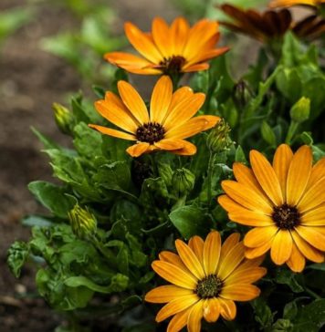 Cvijet koji raste kao korov, a veoma ljekovit: Ako želite da budete zdravi, ovo morate imati u dvorištu Cvijet koji raste kao korov, a veoma ljekovit: Ako želite da budete zdravi, ovo morate imati u dvorištu - featured image