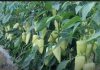 Najbolji rastvor za zalivanje mladih paprika: Rađaju kao lude, ovo je najbolja domaća prihrana Najbolji rastvor za zalivanje mladih paprika: Rađaju kao lude, ovo je najbolja domaća prihrana - featured image