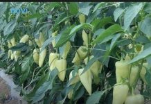 Najbolji rastvor za zalivanje mladih paprika: Rađaju kao lude, ovo je najbolja domaća prihrana Najbolji rastvor za zalivanje mladih paprika: Rađaju kao lude, ovo je najbolja domaća prihrana - featured image