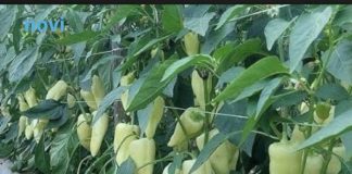 Najbolji rastvor za zalivanje mladih paprika: Rađaju kao lude, ovo je najbolja domaća prihrana Najbolji rastvor za zalivanje mladih paprika: Rađaju kao lude, ovo je najbolja domaća prihrana - featured image