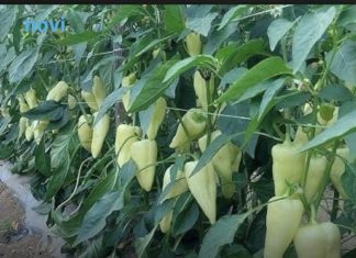 Najbolji rastvor za zalivanje mladih paprika: Rađaju kao lude, ovo je najbolja domaća prihrana Najbolji rastvor za zalivanje mladih paprika: Rađaju kao lude, ovo je najbolja domaća prihrana - featured image