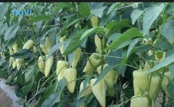 Najbolji rastvor za zalivanje mladih paprika: Rađaju kao lude, ovo je najbolja domaća prihrana Najbolji rastvor za zalivanje mladih paprika: Rađaju kao lude, ovo je najbolja domaća prihrana - featured image