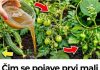 Zalijte paradajz i krastavac ovim rastvorom i rađaće do besvijesti: Baštovanski trik odmah djeluje Zalijte paradajz i krastavac ovim rastvorom i rađaće do besvijesti: Baštovanski trik odmah djeluje - featured image