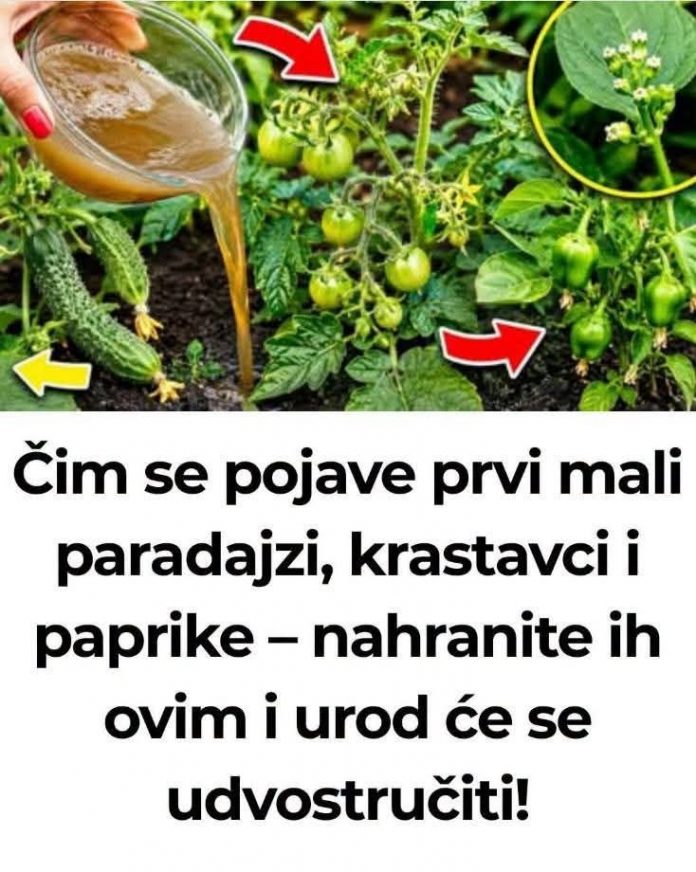 Zalijte paradajz i krastavac ovim rastvorom i rađaće do besvijesti: Baštovanski trik odmah djeluje - featured image Zalijte paradajz i krastavac ovim rastvorom i rađaće do besvijesti: Baštovanski trik odmah djeluje - featured image