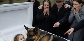 Njemačka ovčarka nije dopuštala nikome da priđe kovčegu male djevojčice. Ali čim su ljudi vidjeli šta je skrivala, ostali su zapanjeni od užasa… 😲😲😲 Njemačka ovčarka nije dopuštala nikome da priđe kovčegu male djevojčice. Ali čim su ljudi vidjeli šta je skrivala, ostali su zapanjeni od užasa… 😲😲😲 - featured image