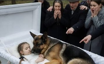 Njemačka ovčarka nije dopuštala nikome da priđe kovčegu male djevojčice. Ali čim su ljudi vidjeli šta je skrivala, ostali su zapanjeni od užasa… 😲😲😲 Njemačka ovčarka nije dopuštala nikome da priđe kovčegu male djevojčice. Ali čim su ljudi vidjeli šta je skrivala, ostali su zapanjeni od užasa… 😲😲😲 - featured image