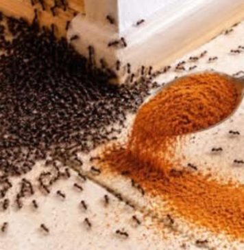BJEŽE KA0 LUDI: 0vo je “bijela smrt” za mrave, a nije ni so, ni soda bikarbona! BJEŽE KA0 LUDI: 0vo je “bijela smrt” za mrave, a nije ni so, ni soda bikarbona! - featured image