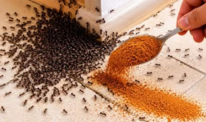 BJEŽE KA0 LUDI: 0vo je “bijela smrt” za mrave, a nije ni so, ni soda bikarbona! BJEŽE KA0 LUDI: 0vo je “bijela smrt” za mrave, a nije ni so, ni soda bikarbona! - featured image